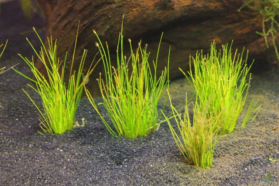 Элеохарис Ацикулярис Eleocharis acicularis