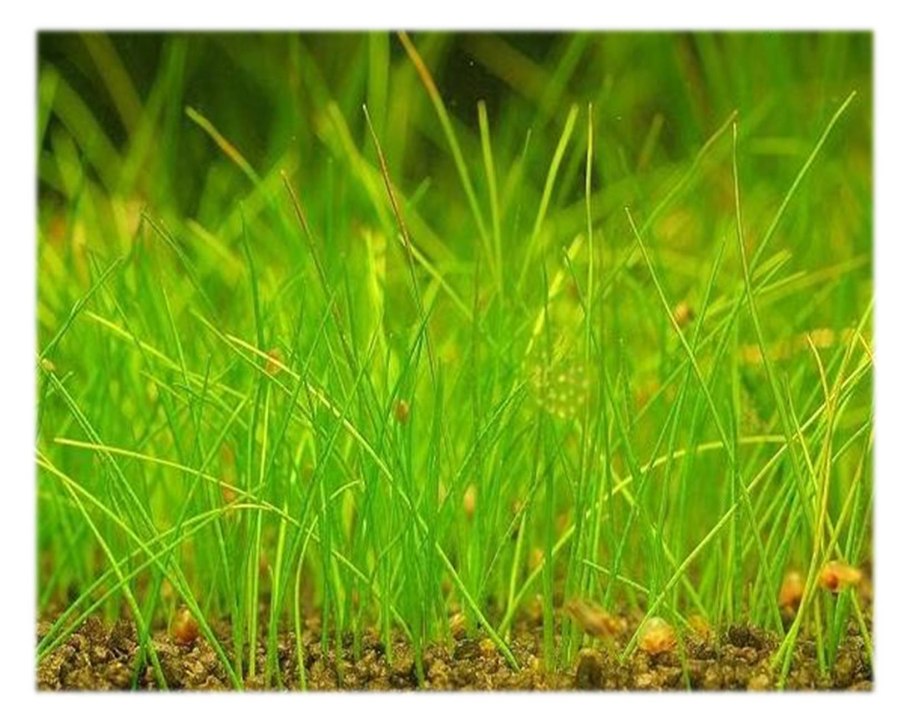 Eleocharis Thermalis