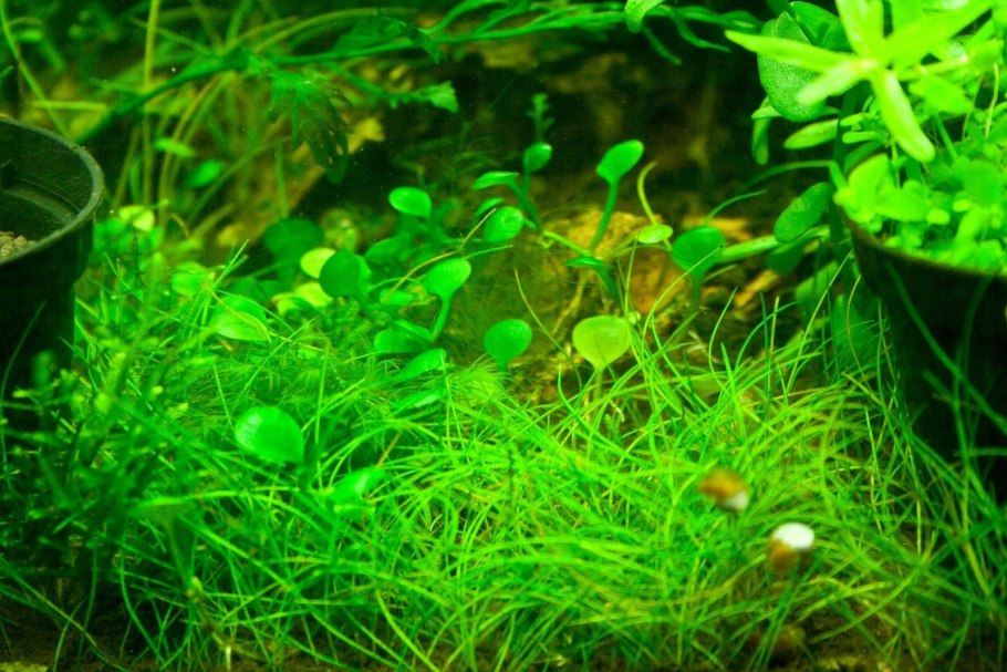 Марсилия почвопокровка