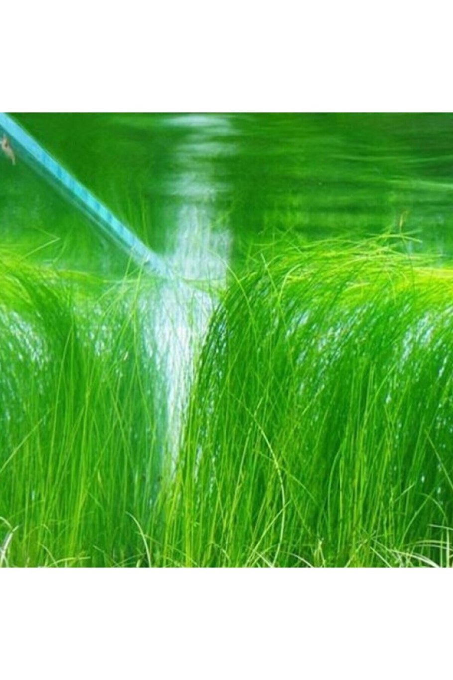 Элеохарис мини купить в массе