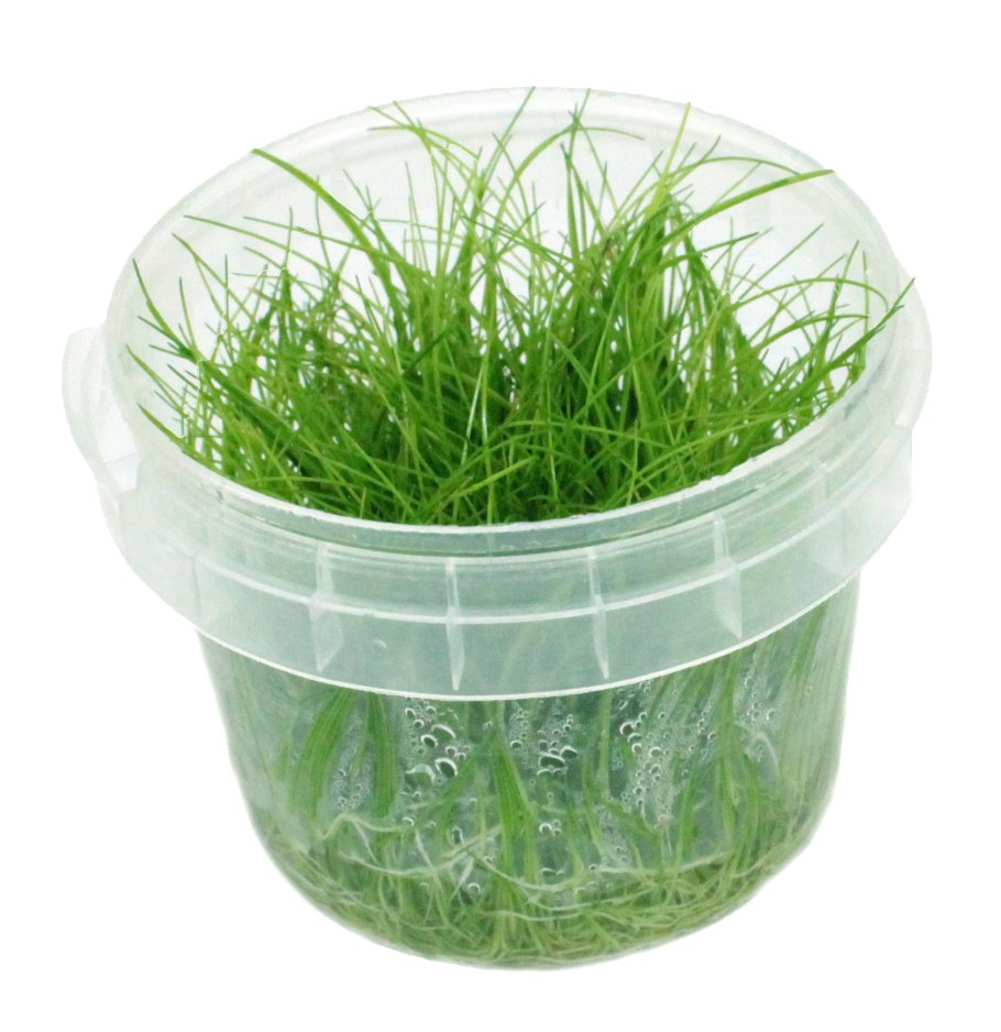 Болотница Болотная (Ситняг болотный