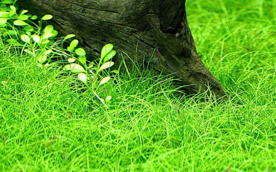 Элеохарис парвула