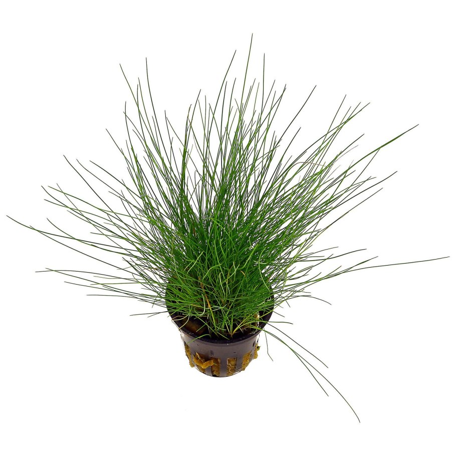 Eleocharis parvula Mini