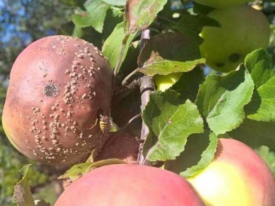 Плодовая гниль монилиоз яблони