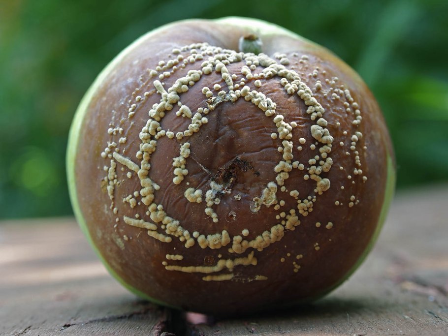 Монилия фруктигена