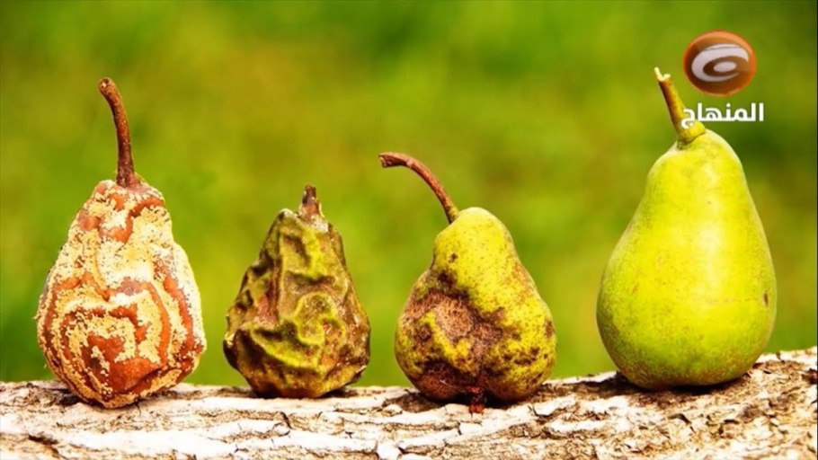 Сорт яблони Рижский голубок