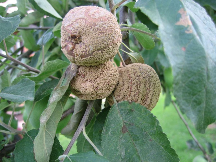 Плодовая гниль монилиоз груши