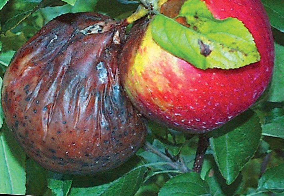 Груши зараженные паршой