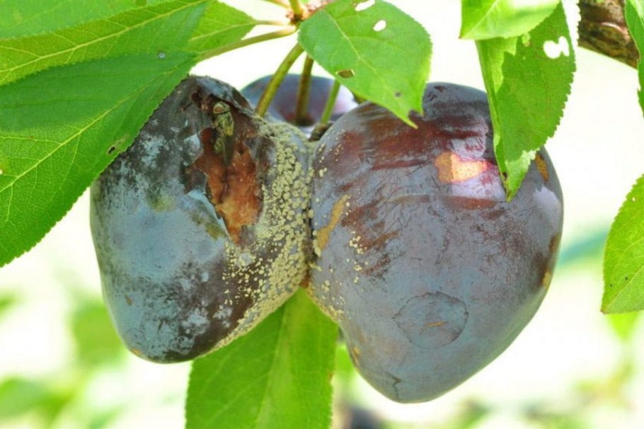 Монилиоз косточковых (серая гниль)