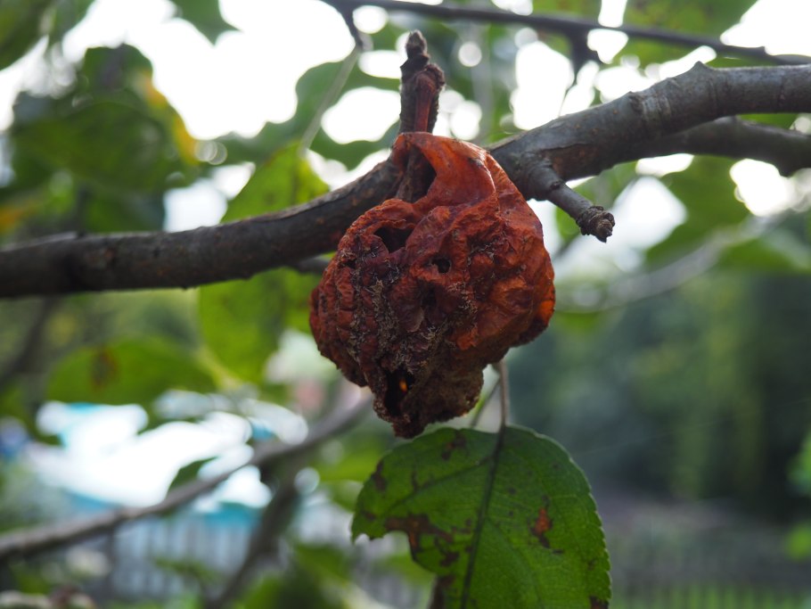 Плодовая гниль (монилия)