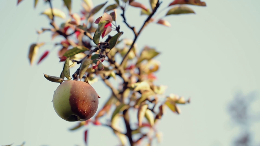 Сгнившая яблоня дерево