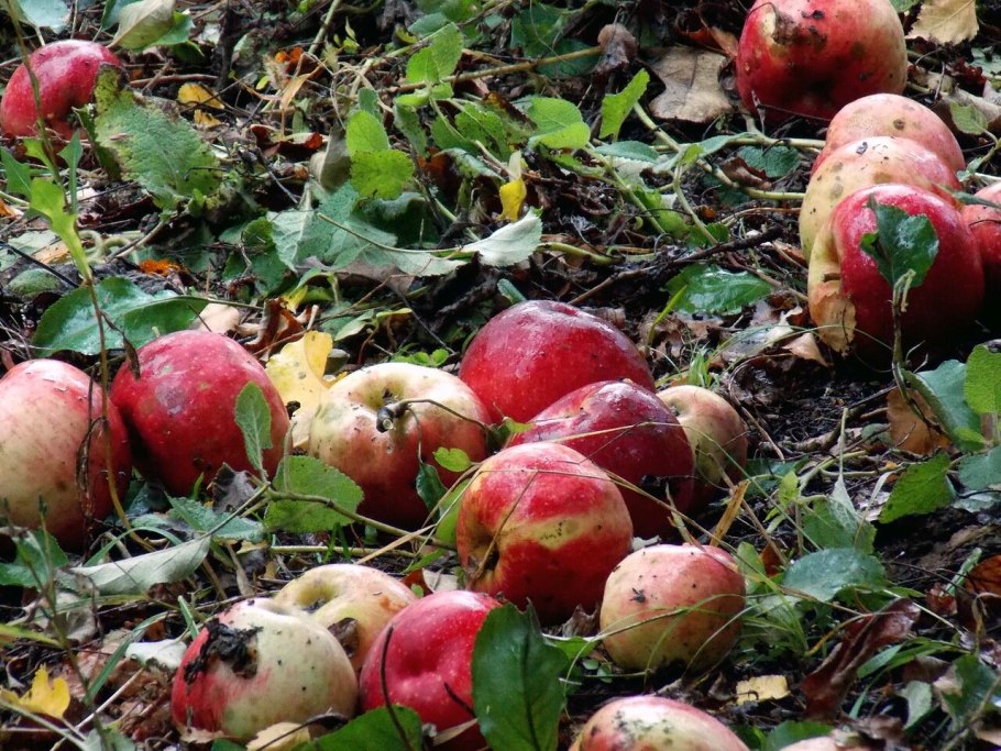 Монилиоз плодовых деревьев