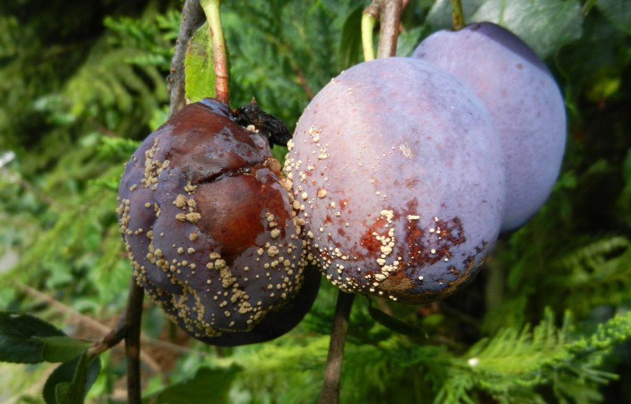Парша на дереве груша