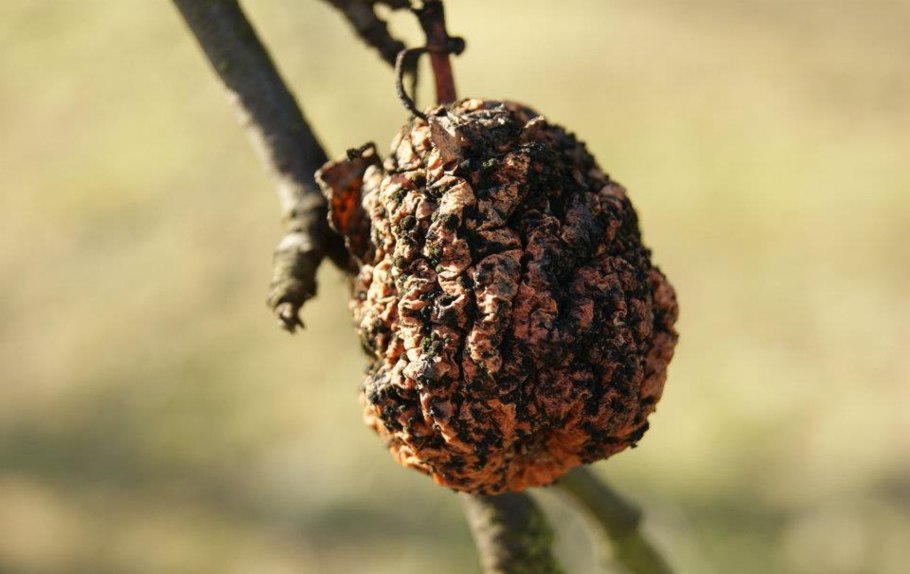 Мумификация плодов яблони