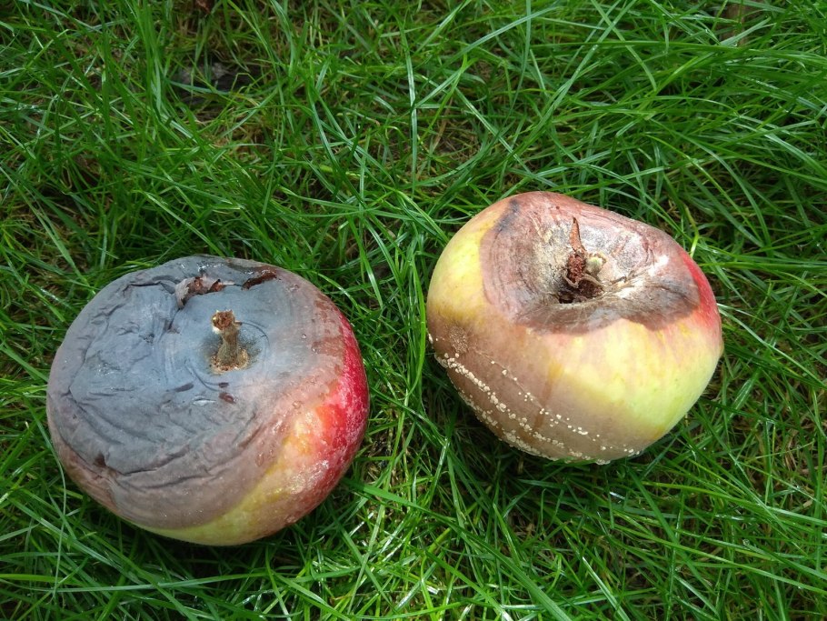 Гнилое дерево и яблоко рядом