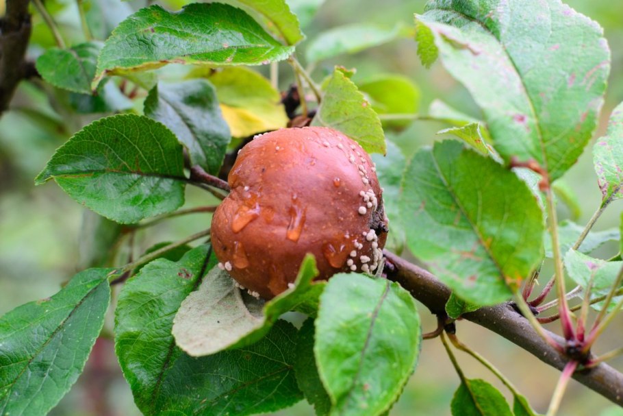 Парша монилиоз