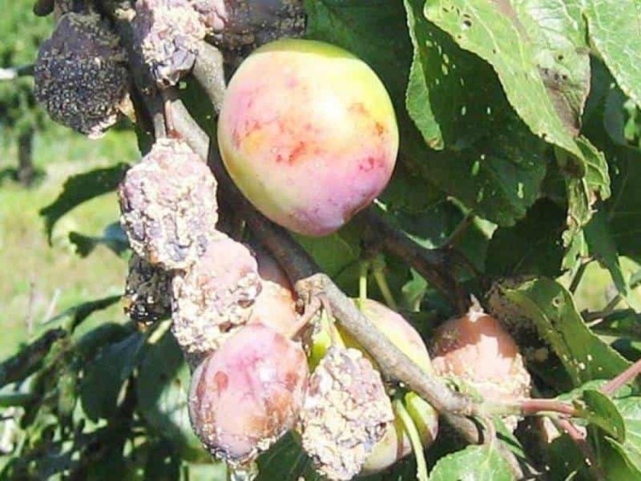 Монилиоз косточковых (серая гниль)