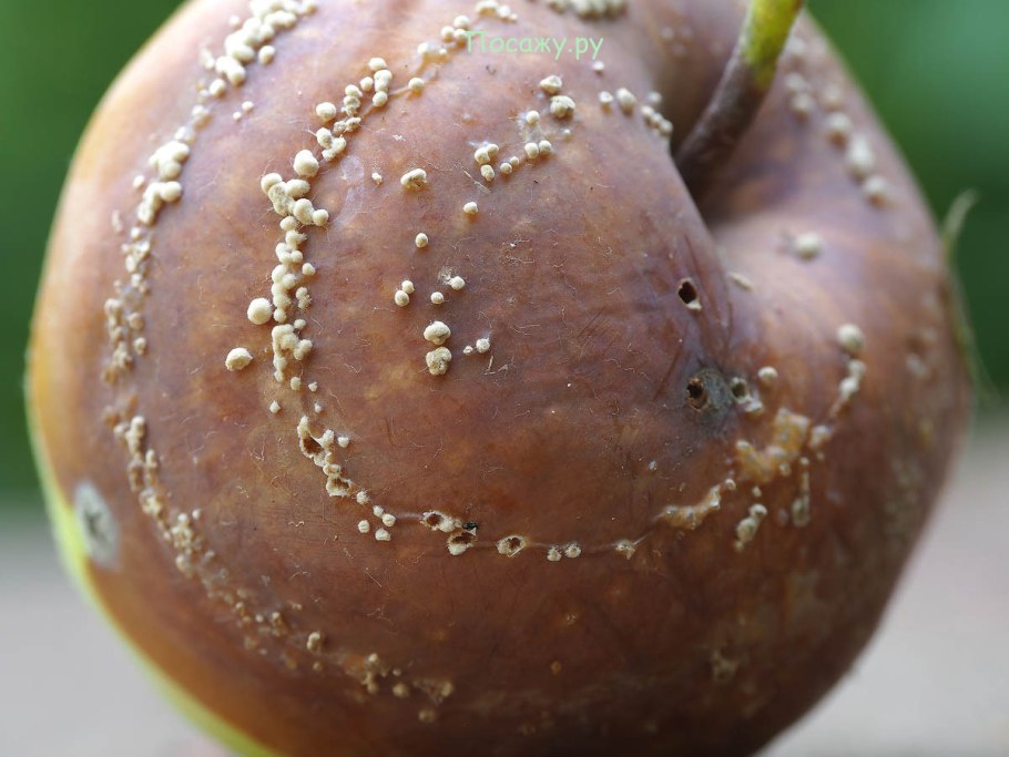 Гнилые овощи и фрукты