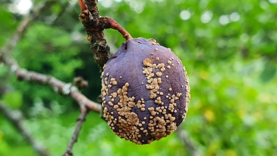 Монилиоз косточковых