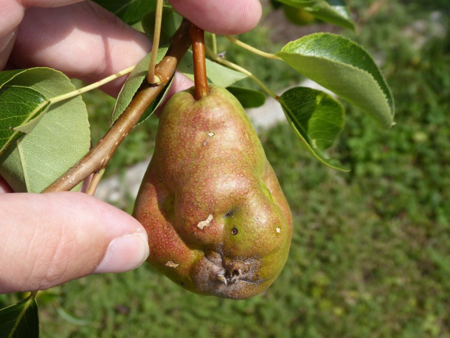 Парша плодов груши