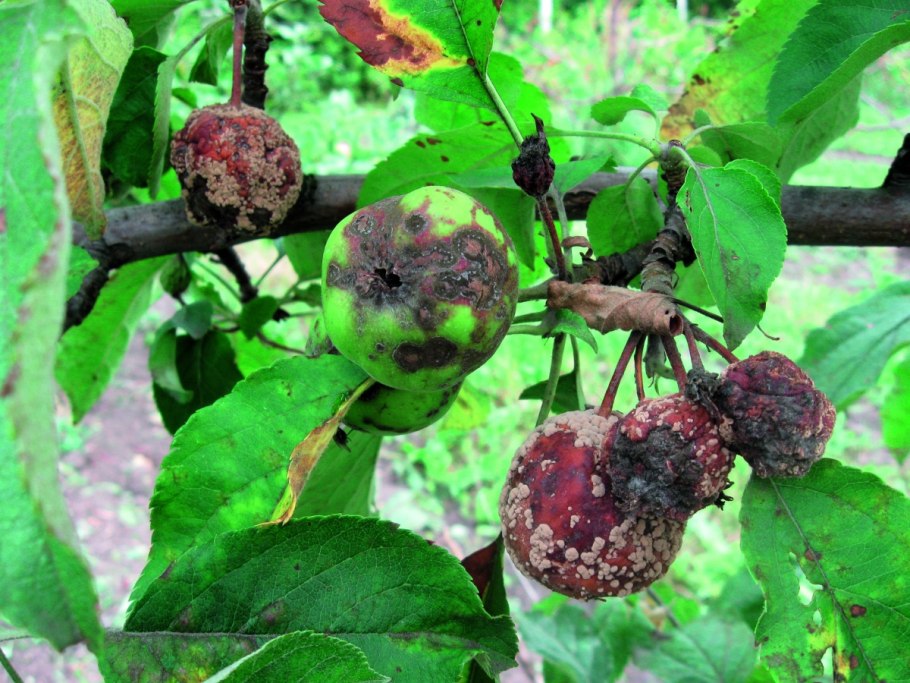 Монилиоз рябины