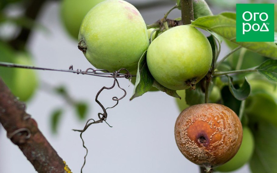 Монилиоз на плодах яблони