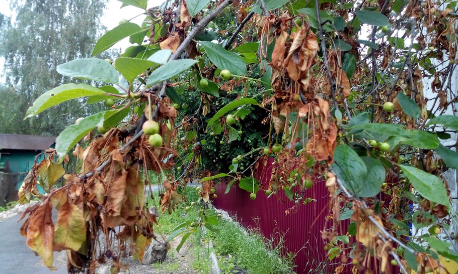 Монилиоз вишни лист