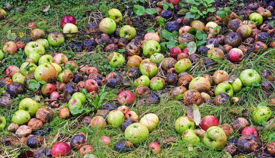 Гниющие фрукты