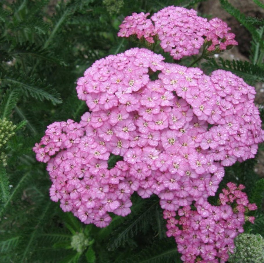 Тысячелистник Appleblossom