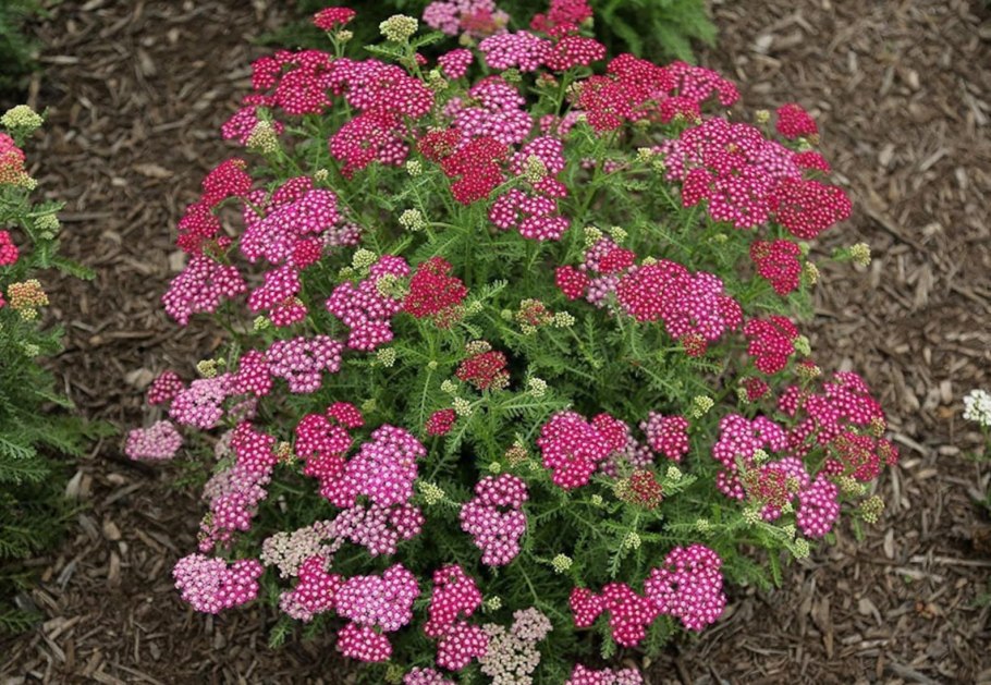 Тысячелистник Cerise Queen