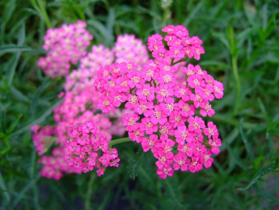 Тысячелистник Pink Grapefruit