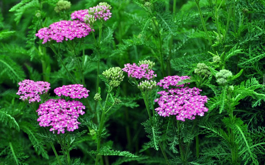 Тысячелистник обыкновенный, Achillea millefolium "Cerise Queen"