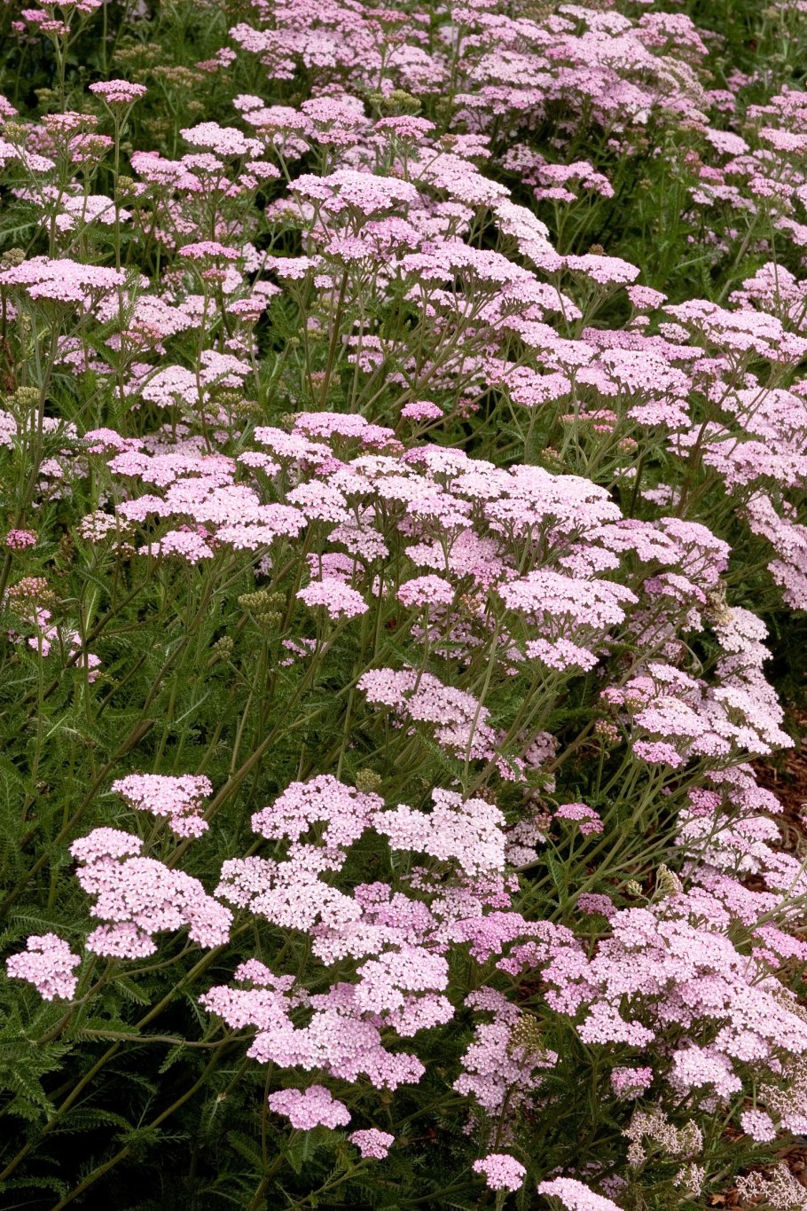 Тысячелистник Appleblossom