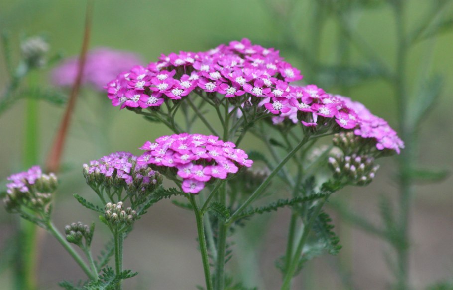 Полевые цветы тысячелистник