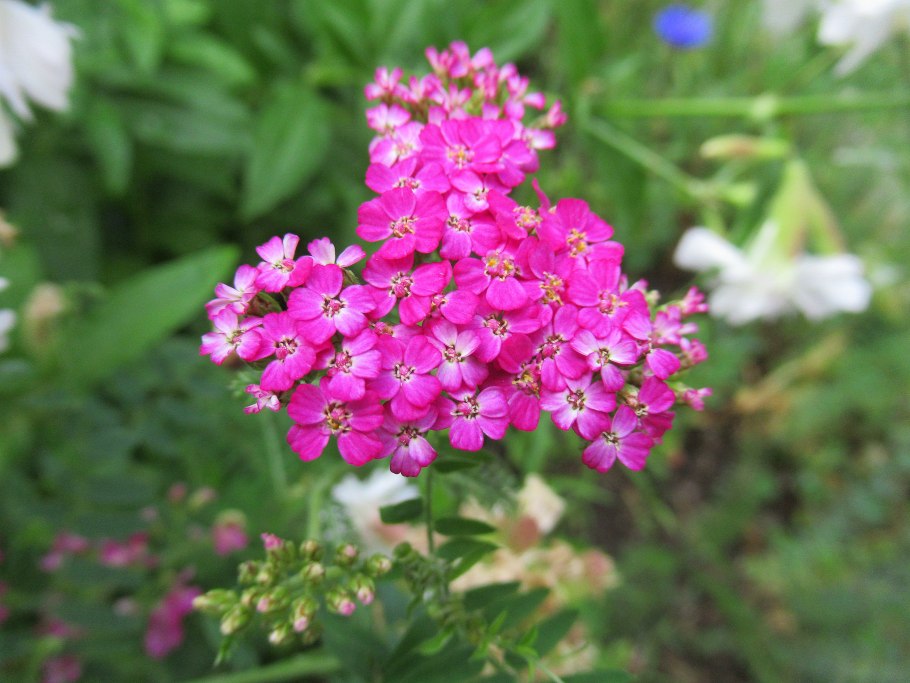 Тысячелистник парковый Appleblossom