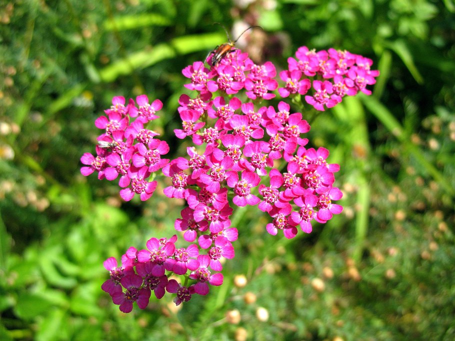 Тысячелистник обыкновенный розовый