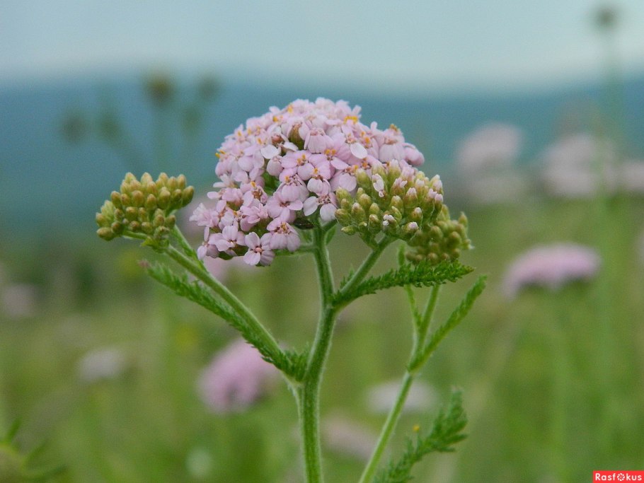 Тысячелистник Луговой