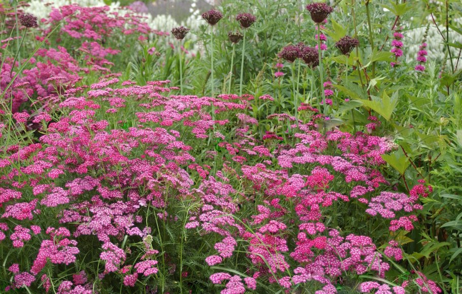 Очиток Видный 'Herbstfreude'