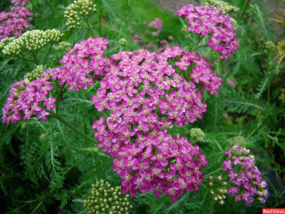 Тысячелистник пурпурный