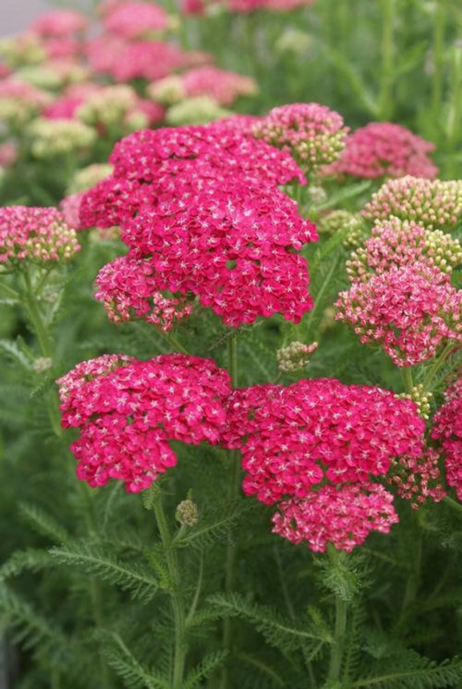 Ахиллея Миллефолиум