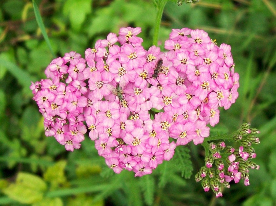 Тысячелистник (Achillea millefolium)