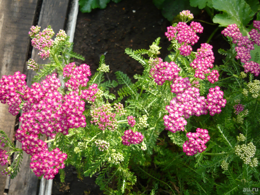 Тысячелистник малиновый