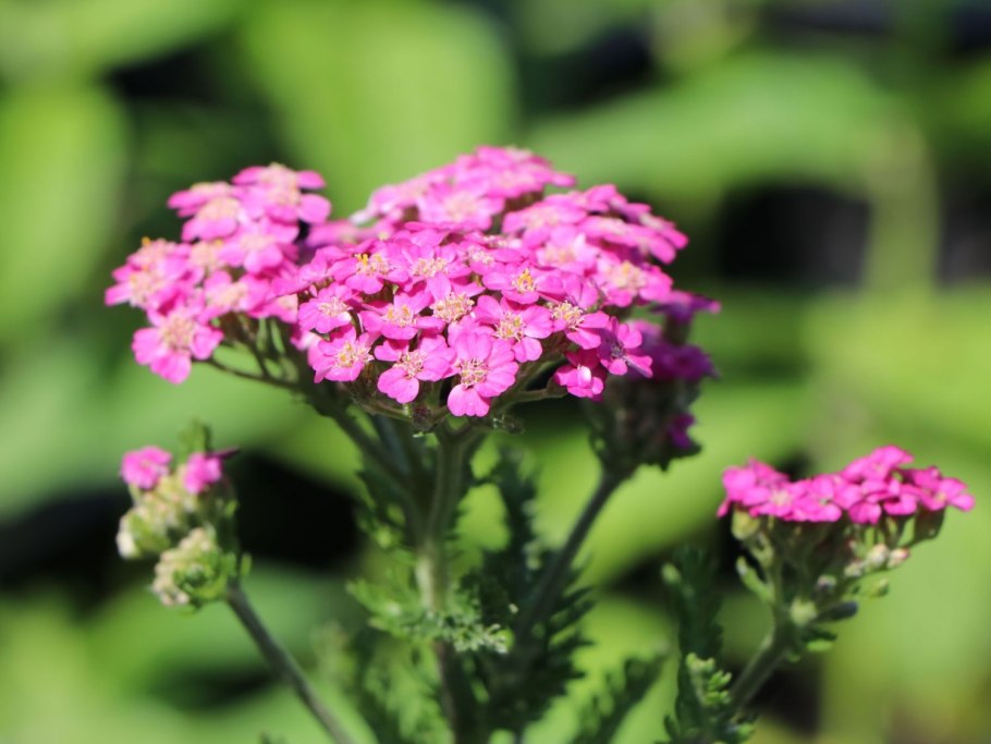 Тысячелистник Претти Белинда