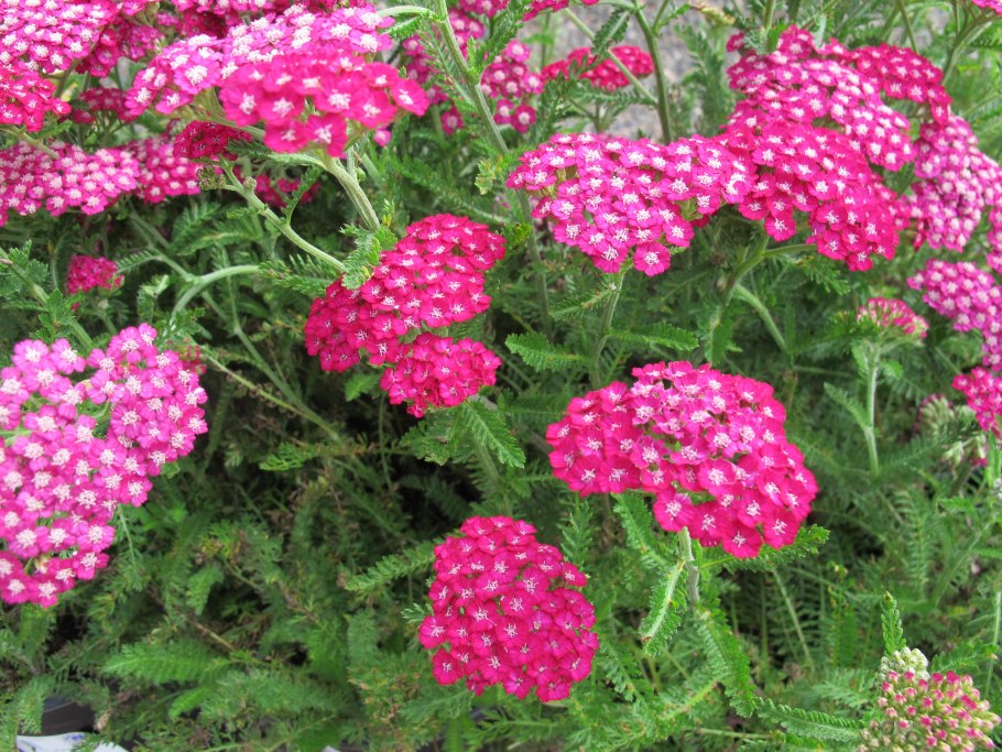 Тысячелистник millefolium New Vintage Violet