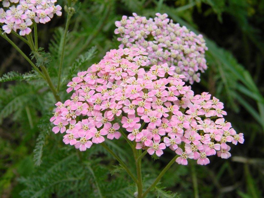 Тысячелистник Achillea