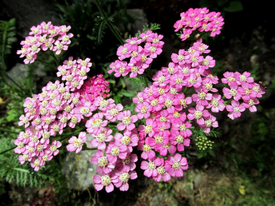 Тысячелистник little Susie