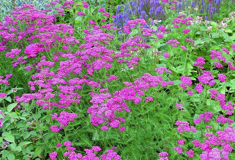 Тысячелистник обыкновенный Lilac Beauty