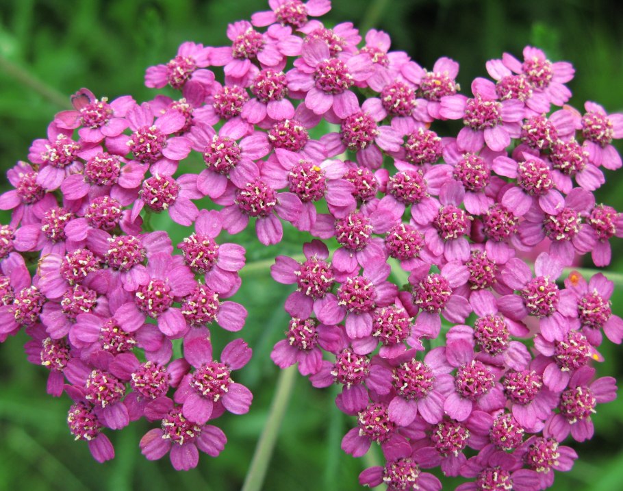 Тысячелистник Achillea little Susie
