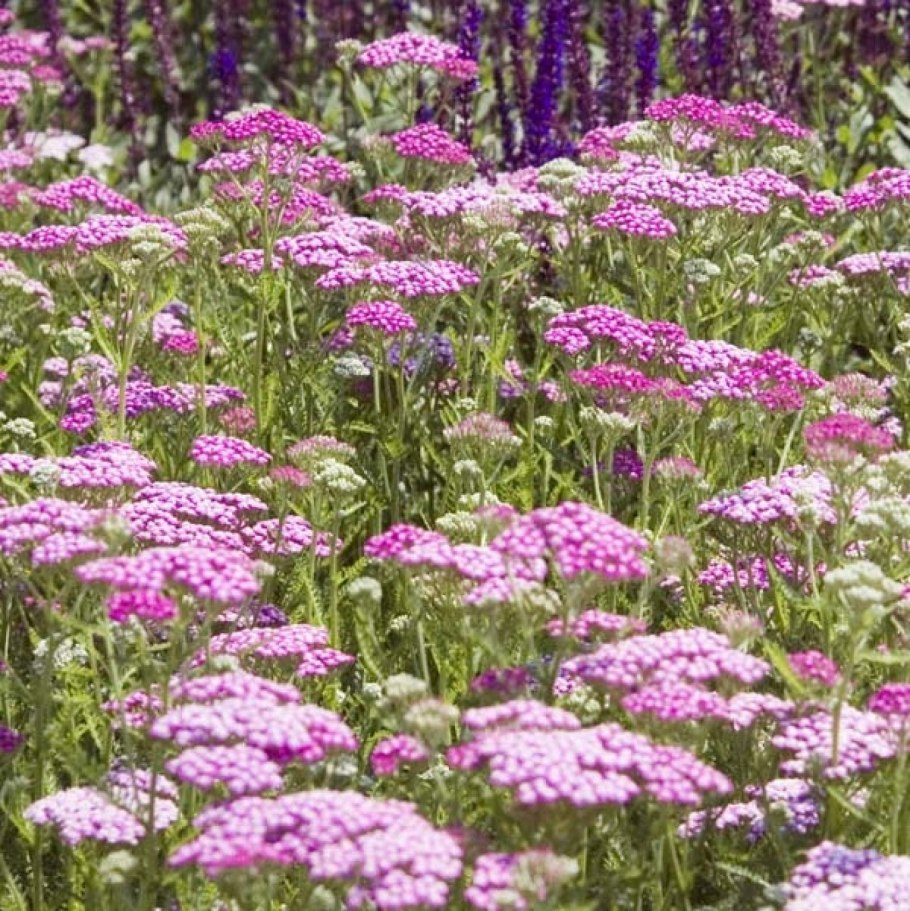 Тысячелистник Achillea "Tricolor"