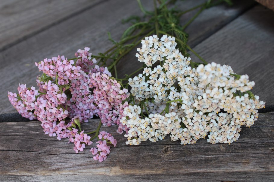 Тысячелистник лаура